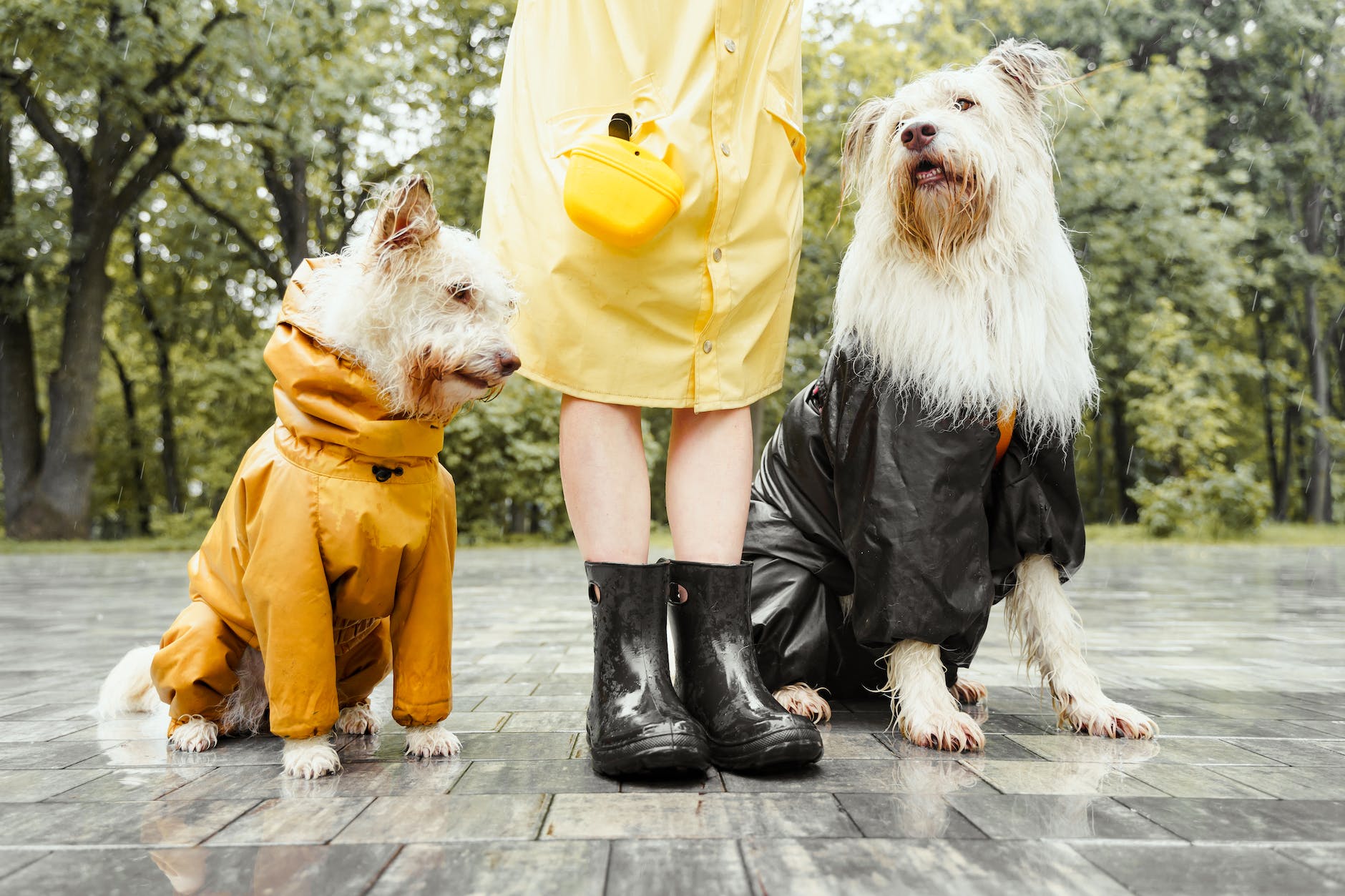 Safeguard your dog walking venture with a comprehensive agreement. Ensure a secure and joyful experience for all.